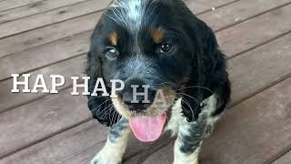 Springer Spaniel, 7 weeks old by The Peterbilt trucker Chuck 55 views 1 year ago 3 minutes, 4 seconds