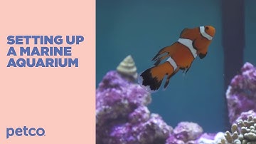 How to Setup a Fish Tank - Marine Saltwater (Petco)