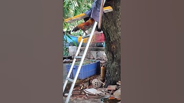 xám🐓 #thứcgàrừng86 #gàrừngtaitrắng #gàrừngrặc