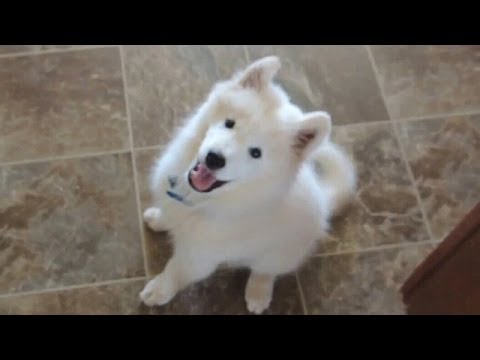 Sweet Puppies compilation (cagnolini)