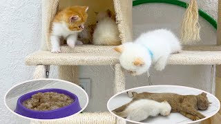 The reaction of hungry kittens to the smell of food by Funny Kittens Video 1,382 views 2 months ago 2 minutes, 57 seconds