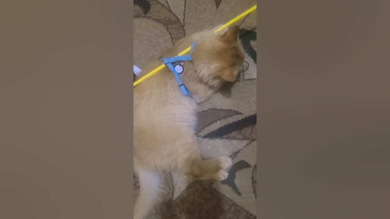 Кот Леон - YouTube