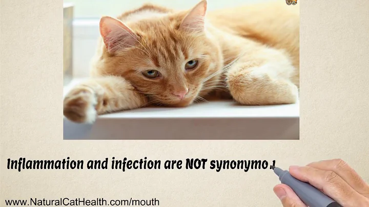 Cure For Stomatitis In Cats is Easy and Natural - DayDayNews