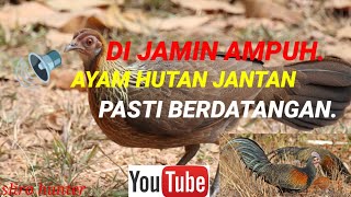 Suara pikat ayam hutan‼️ampuh pejantan pasti berdatangan