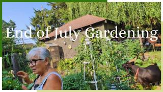 End of July Gardening