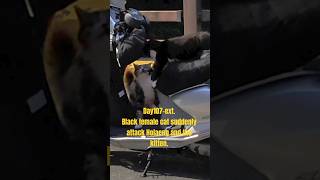D107-ext. Black female cat suddenly attack Holaeng and the kitten. they're innocent. #cat #kitten