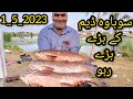 Big rahu fish hunting point sohawa dam punjab pakistan  ustad kaka group  muhammad saad