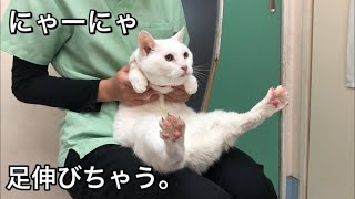 肉球の先まで伸びちゃう猫が可愛すぎました。【猫の爪切り】