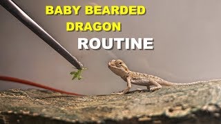 Baby Bearded Dragon Daily Routine  !! Tips On Bearded Dragon Care