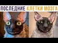 2 последние клетки мозга))) Приколы с котами | Мемозг 679