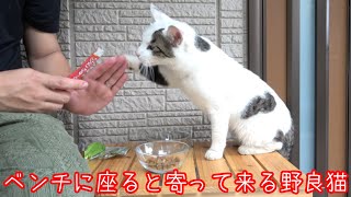 ベンチに座ったら隣に飛び乗り「お手」をする野良猫がやって来た