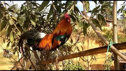 qaib dib dib tuaj zoo heev