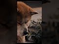 The most emotional scene from hachi  hachi waiting for his owner even after his death for years