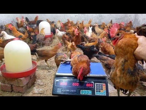 عمر 65يوم الفراخ البلدى تأسس فراخك باقوى عليقة لرفع الوزن وإنتاج البيض 90 مع اقوى بروتين كالسيوم