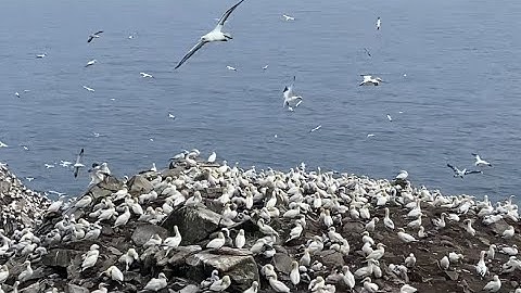 Where the Gannets Are - MUSIC VIDEO by Chiemi (ft. footage by Katrina Winzeler)