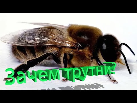 Профессор Кашковский: Зачем трутни нужны?