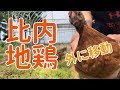 【生後50日目】比内地鶏を野外小屋へ移動