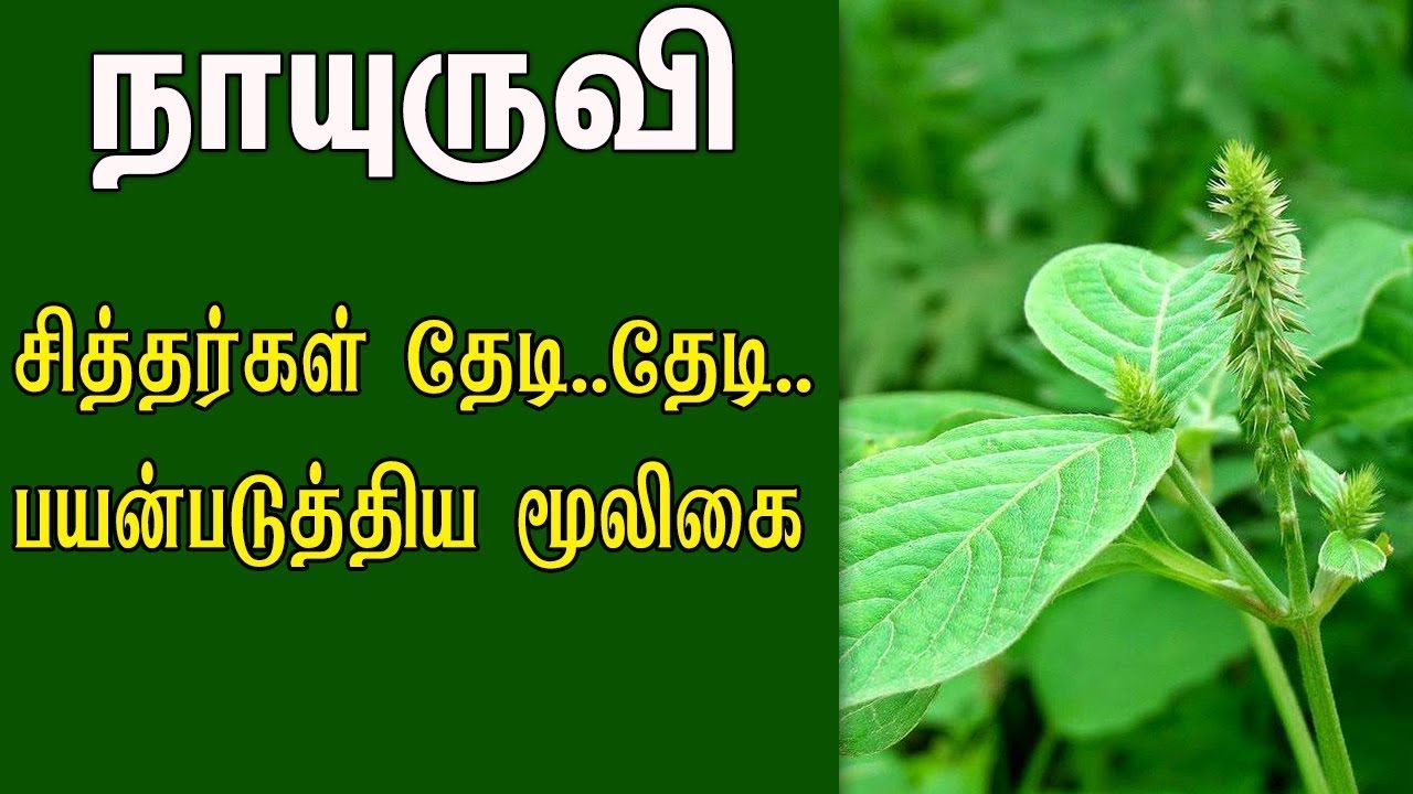 Nayuruvi Benefits in Tamil நாயுருவி மருத்துவ பயன்கள் Achyranthes