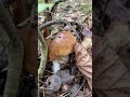 Mini boletus #boletus #funghi #porcini #seta #cogumelo #mushroom #ciuperci #pilze