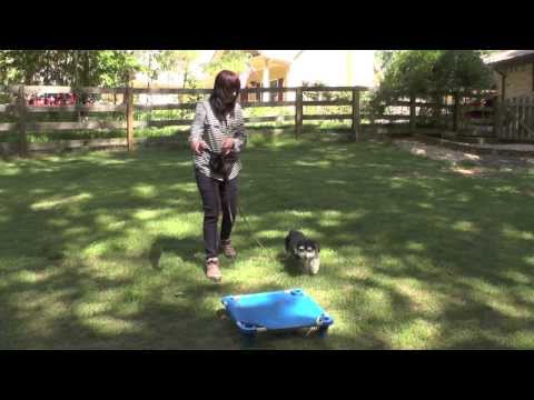 dog-training,-bentley,-morkie,-day-3:-recall,-place,-sit,-wait,-follow,-free