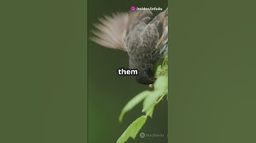 Thumbnail of Darwin's Evolution Theory ! #biology #evolution #darwin #theory #facts #humans #foryou #trending