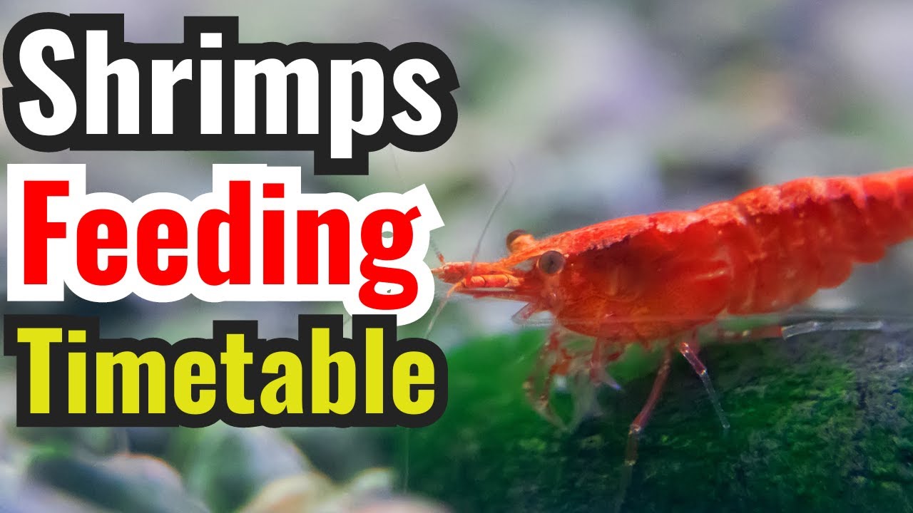 when-to-feed-shrimps-in-your-tank-feeding-timetable-youtube