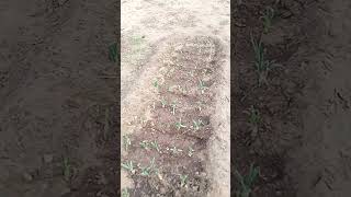 шашлычный день #приколыстандофф2 #обновастандофф2 #трейдстандофф2 #мемыстандофф2