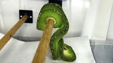 Feeding Montage Green Tree Pythons