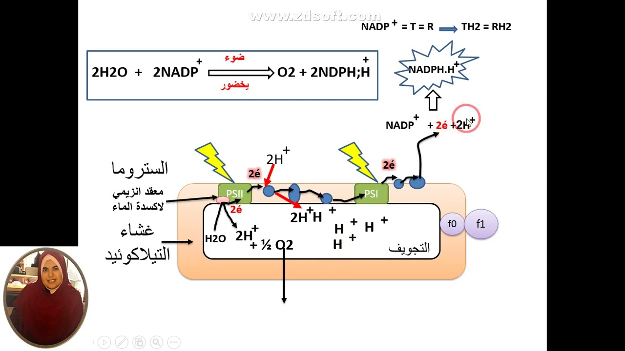 العرض 11 نص علمي يلخص الية حدوث التفاعل الكيموضوئي