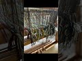 Weaving on a 4 shaft loom #weaving #leclerc #4shaftloom #textiles #makers #leclerc