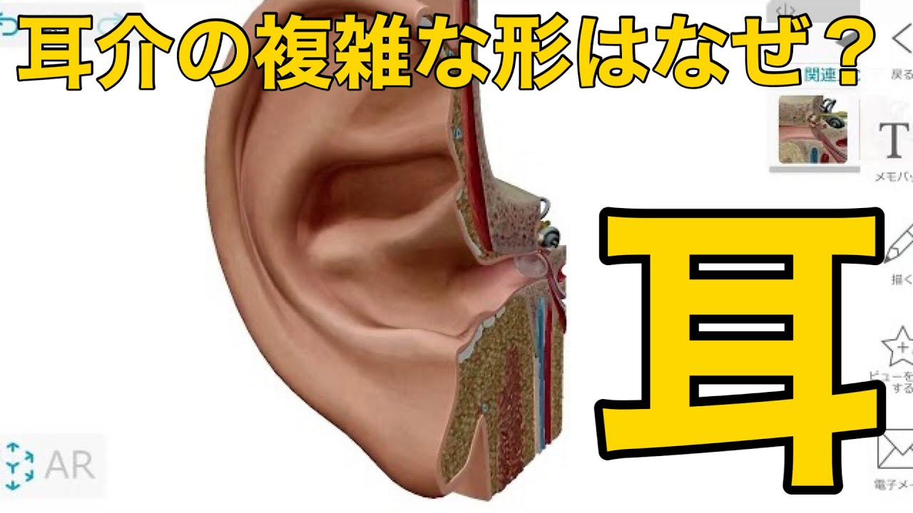 耳】耳介の複雑な形はなぜ？ - YouTube