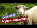 Бараны на дороге Архыз-Романтик