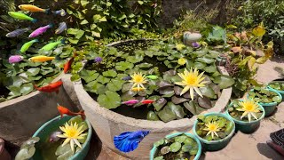 New 🐠Colour Full Water Lily And Guppy Farm Visit And Bahot Sari New Fish Leli ✨😍 