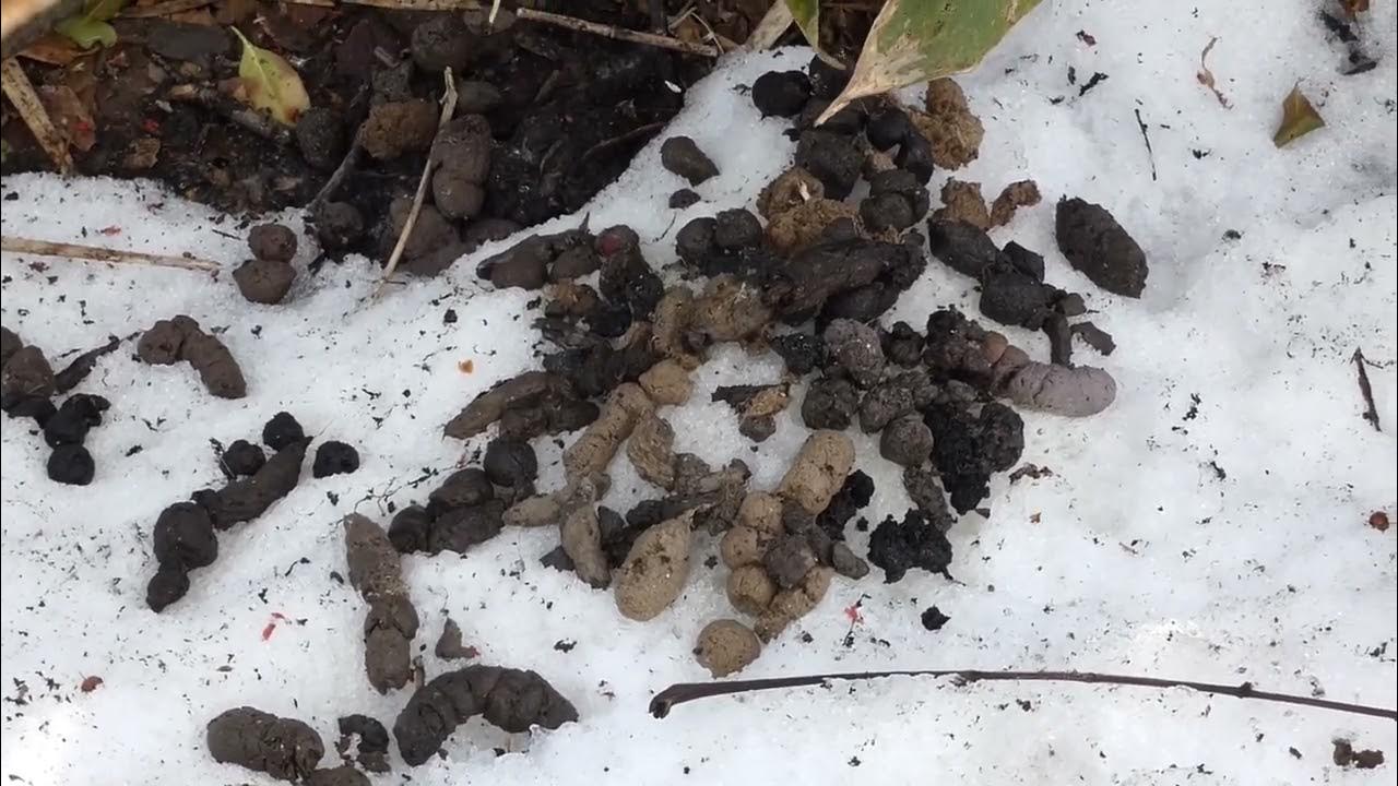 Finding a Main Latrine of Japanese Raccoon Dogs on the Lingering Snow