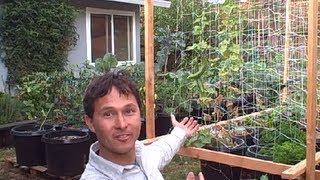 John from http://www.growingyourgreens.com/ goes on a field trip to a viewers home to share with you their backyard container 