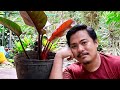 HOW TO PROPAGATE ROJO CONGO PHILODENDRON PLANT | RED CONGO PHILODENDRON PLANT.