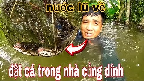 Thử đặt lờ cá sát nhà trong mùa lũ - vũ heo