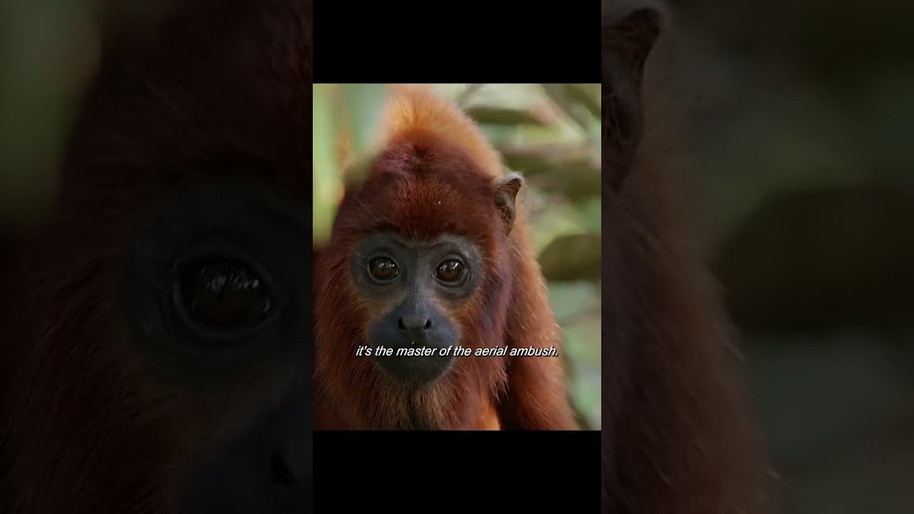 🐒 EAGLES 🆚 MONKEYS 🦅 in The Wild..  