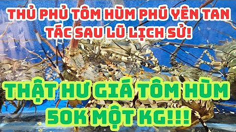 PHÚ YÊN, Thủ phủ tôm hùm SÔNG CẦU tan tác sau lũ lịch sử: Thật hư tôm hùm giá 50k một kg! 