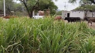 Pastoreo Directo, Cuba 22, King Grass y Taiwan Morado, con cerco Eléctrico