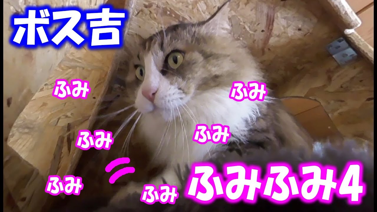可愛い画像 Pretty boss cat steps on a cushion part4