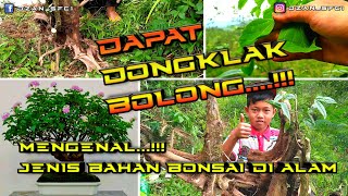Berburu Bahan Bonsai Di Alam Liarmengenal Jenis Bahan Bonsai Di Alam Sekitar