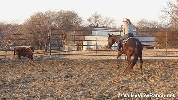 Mister Pepto Paloma - bridleless working cows! - ValleyViewRanch.net