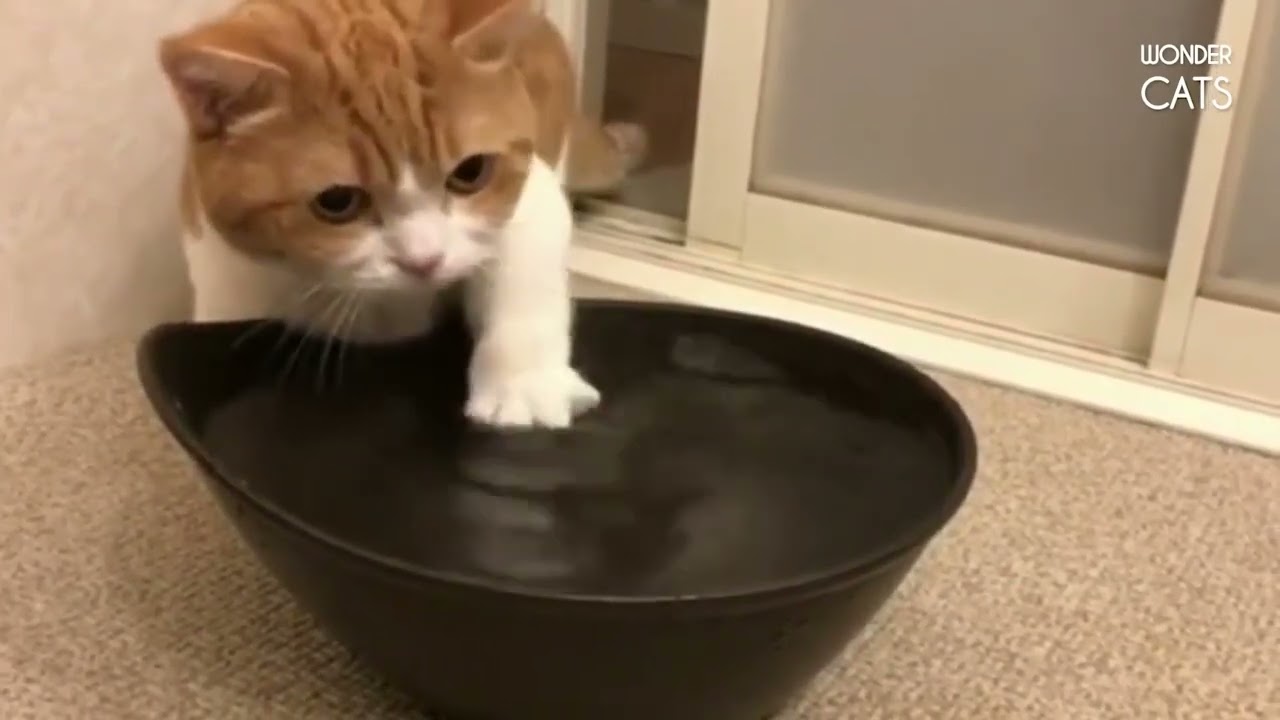 絶対笑う 最高におもしろ 猫のハプニング 失敗動画集 かわいい猫 45 動物 犬 猫 他色々 まとめ動画