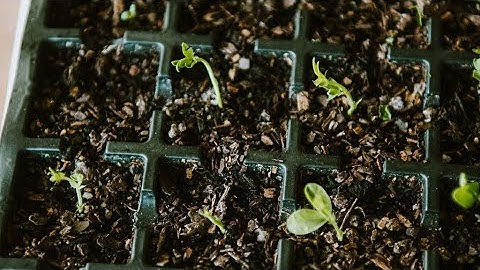 Succession seed sowing, Blooms on the Hill