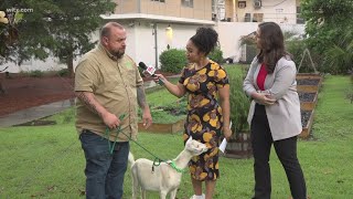 Elgin landscaping company has a staff of goats