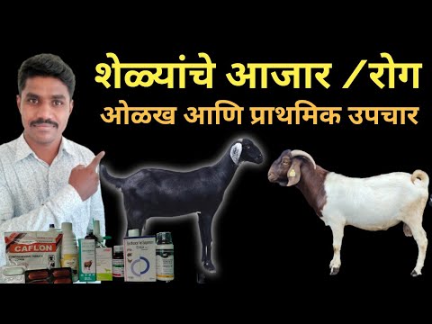 शेळ्यांचे आजार आणि प्राथमिक उपचार कसे करावे | #shelipalan #शेळीपालन #bakari