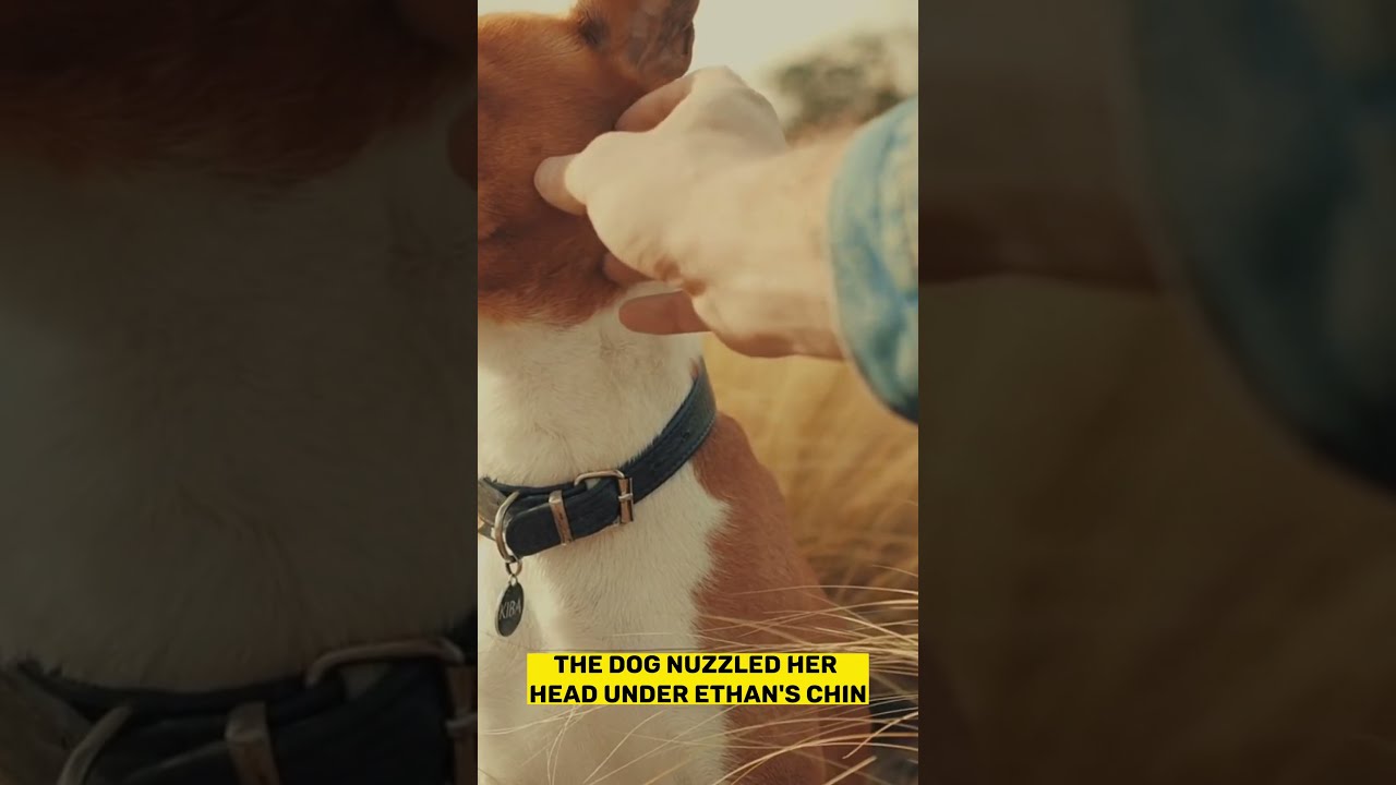 Hiker Finds Dog Chained To Tree Shorts
