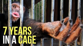 After Being Behind Bars For 7 Years, Charlie The Chimpanzee Was Finally Rescued