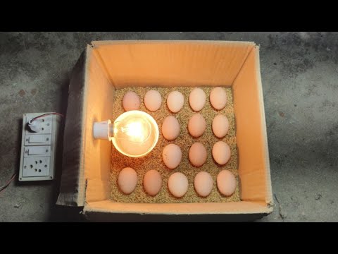 Videó: Hogyan készítsünk egyszerű házi inkubátort csibéknek: 11 lépés
